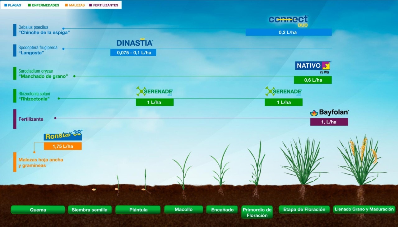 Fenología Arroz